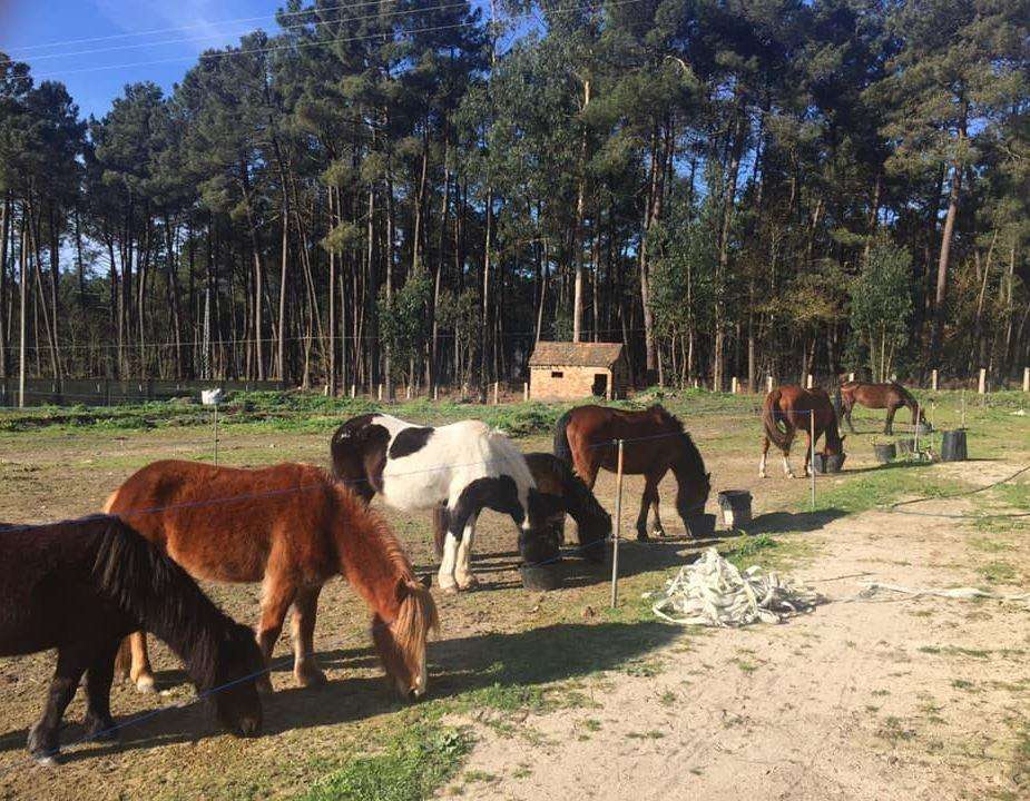 Escuela de Equitación A Lagoa en Mondariz