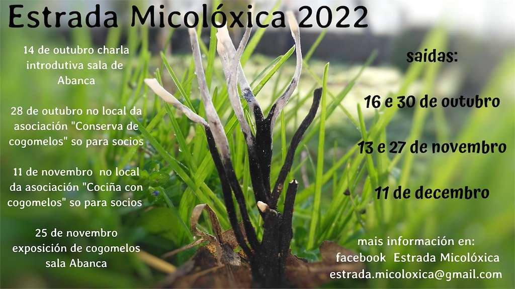 Estrada Micolóxica