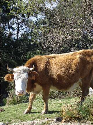 Expolugo - Mostra Agrogandeira A Rural (2026)