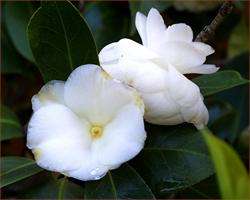 XVII Exposición da Camelia Bella Otero en Valga