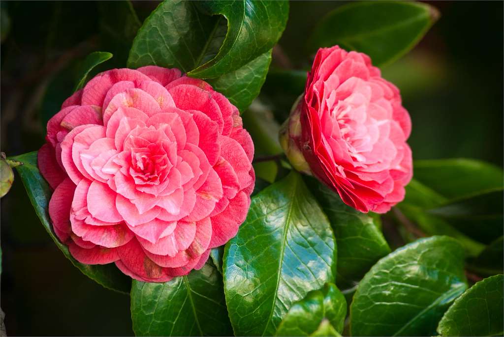 XV Exposición da Camelia da Rocha Vella en Santiago de Compostela