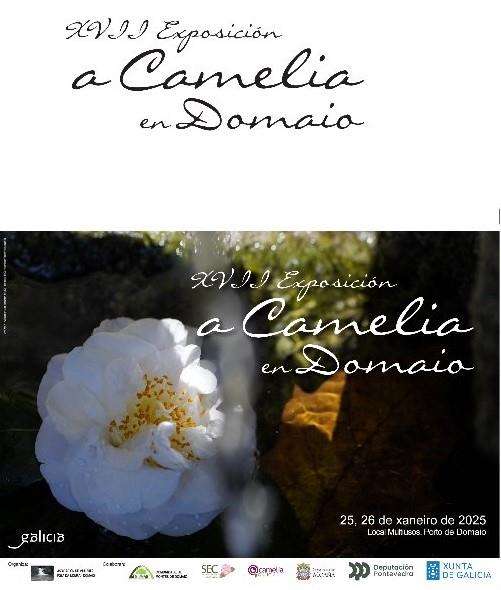 XVI Exposición de Camelias de Domaio en Moaña