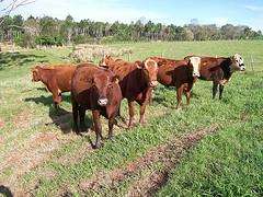 Feira de Gando de Augaxosa  en Riotorto