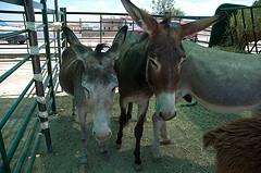 Feira de Gando de Augaxosa  en Riotorto