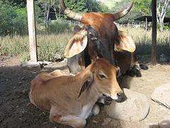 Feira de Gando de Augaxosa  en Riotorto