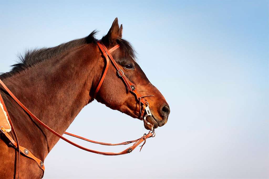 Feira Cabalar de Pascua  en A Estrada