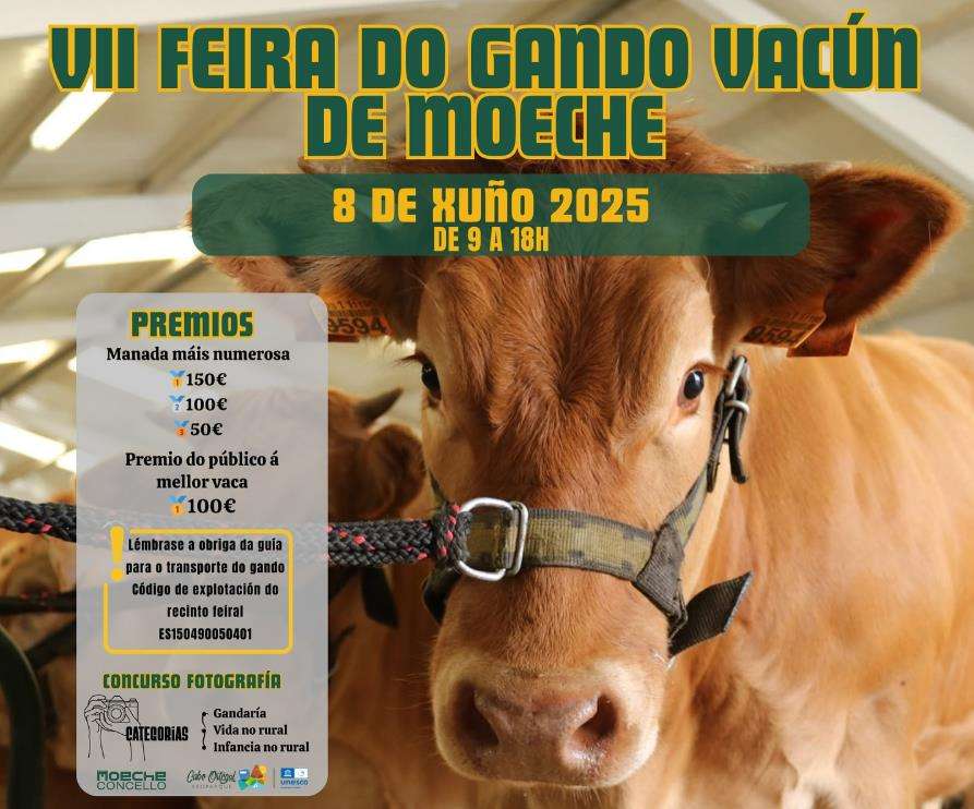 VII Feira de Gando Vacún (2025) en Moeche