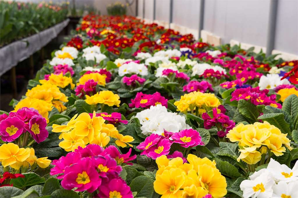 XXIX Feira de Plantación (2026) en San Sadurniño