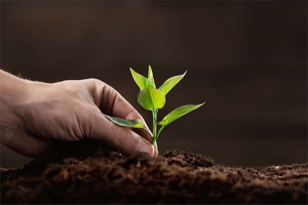 XXIX Feira de Plantación (2026) en San Sadurniño