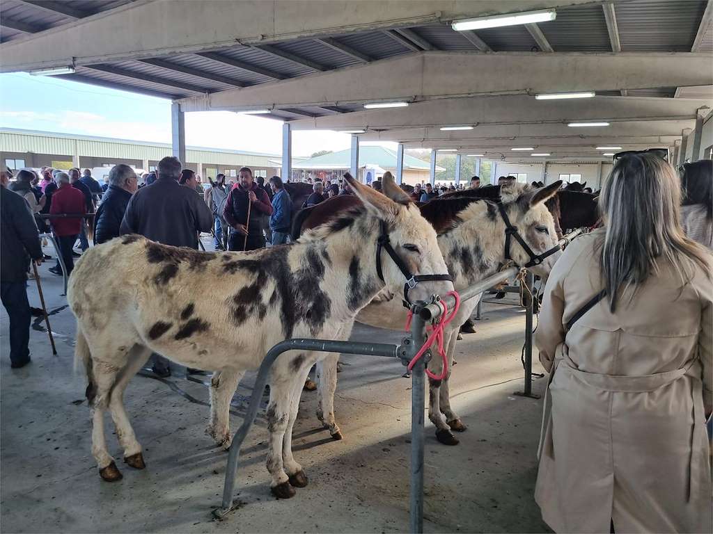 Feira de Santos (2026) en Monterroso