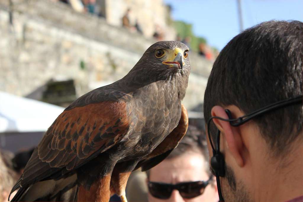 XX Feira Medieval en Monforte de Lemos