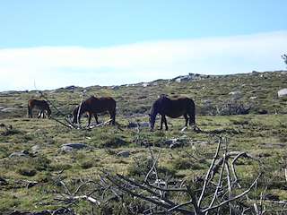Festa das Maulas de Galdo en Viveiro