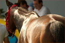 Festa das Maulas de Galdo en Viveiro