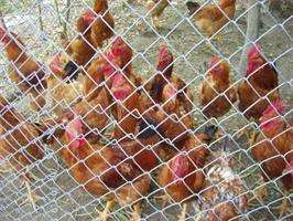 Festa das Sopas do Burro Canso e Galo Pica no Chan en Muíños