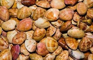 XVI Festa Gastronómica da Ameixa Roja en A Illa de Arousa