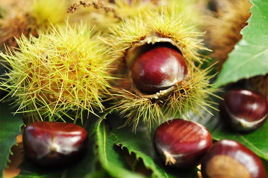 Festa do Samaín - Magosto Popular Rande en Redondela