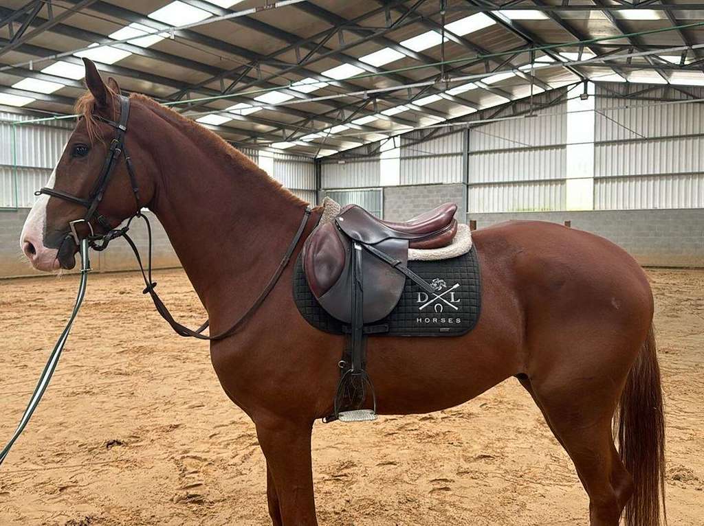 Finca Os Chans - DL Horses en Arteixo