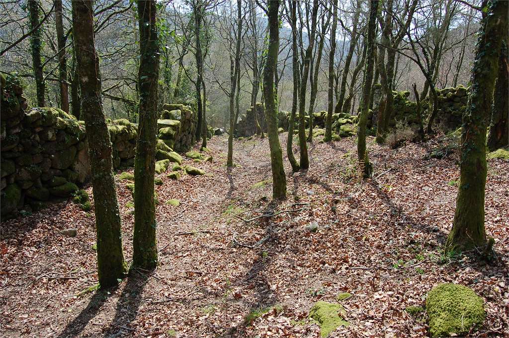 Foxo do Lobo de Corredoira en Cerdedo-Cotobade