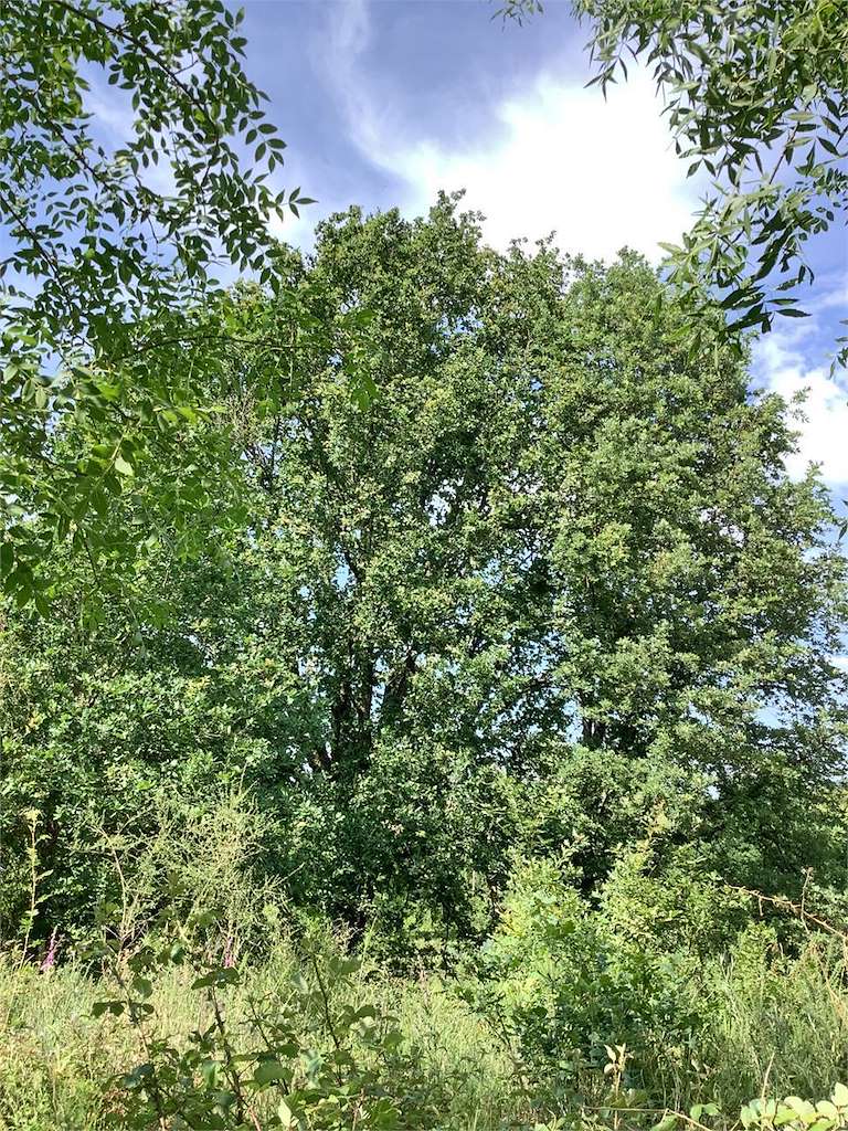 Freixo de Folla Estreita en Monforte de Lemos