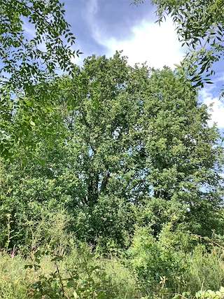 Fechas, información, programa, cartel, imágenes, mapa y ubicación de Freixo de Folla Estreita  en  Monforte de Lemos