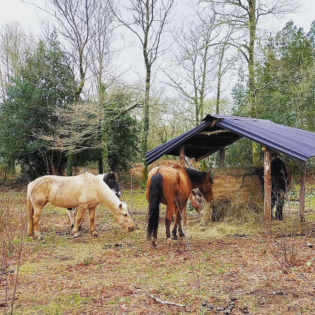 Granja Labrada en Mañón