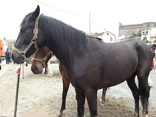 Xuntanza Cabalar de Malvas (2026) en Tui