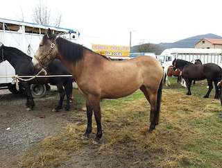 Xuntanza Cabalar de Malvas (2026) en Tui