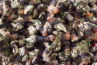 XI Fiesta del Percebe en A Guarda