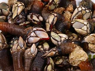 XI Fiesta del Percebe en A Guarda