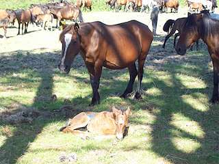 LV Rapa das Bestas de Candaoso en Viveiro