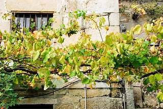 LXXIII Festa do Albariño en Cambados