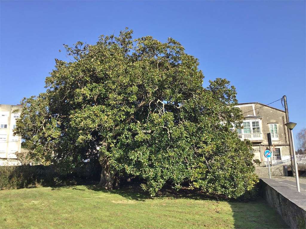 Magnolio Centenario de Xuvia en Narón