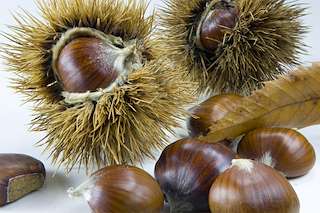 Magosto  (2025) en Porto do Son