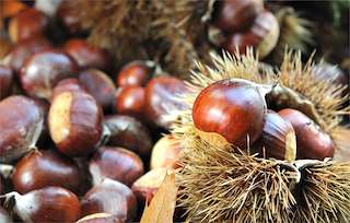 Magosto de Boliña en Boiro