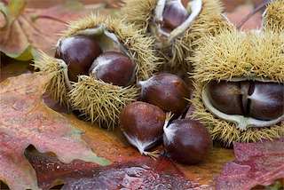 Magosto Popular de Xiradela en Arteixo