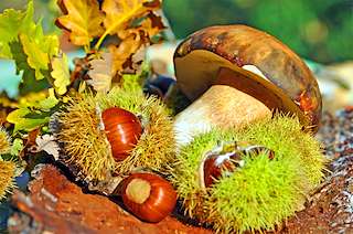 Magosto Popular en Guitiriz