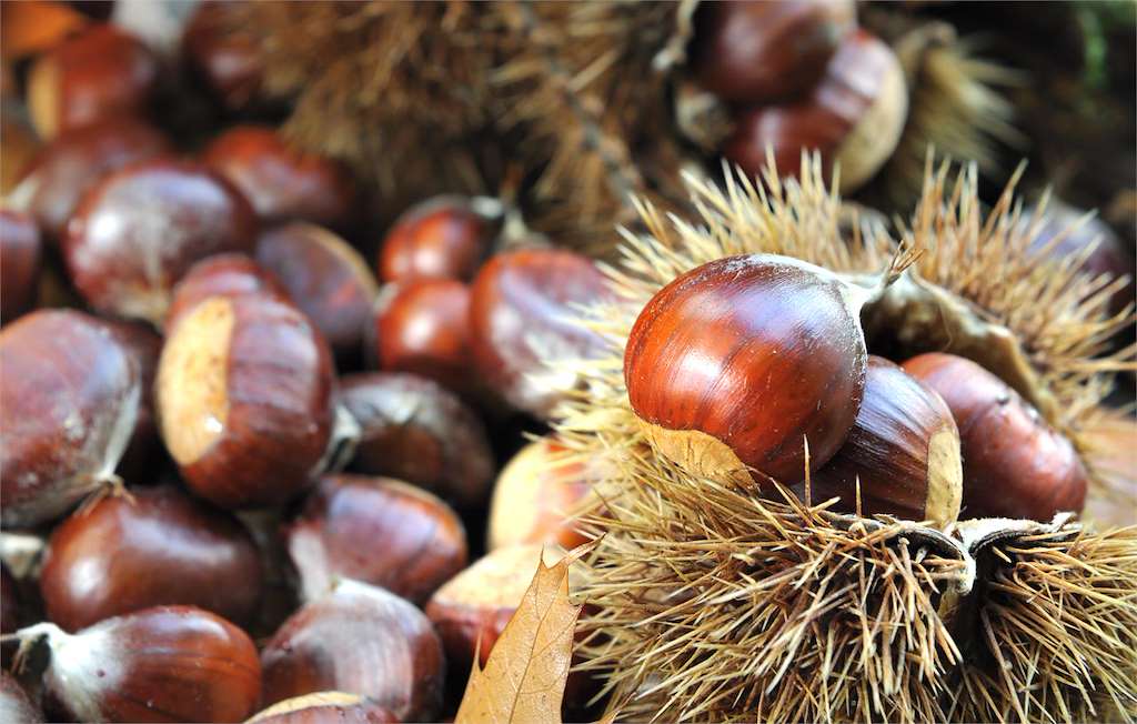 Magosto de Boliña  en Boiro