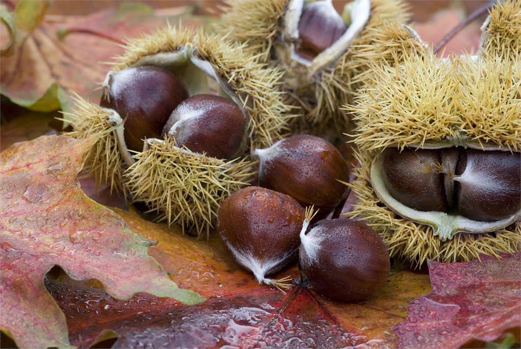 VIII Magosto de Castañas Ecolóxicas do Deza en Lalín