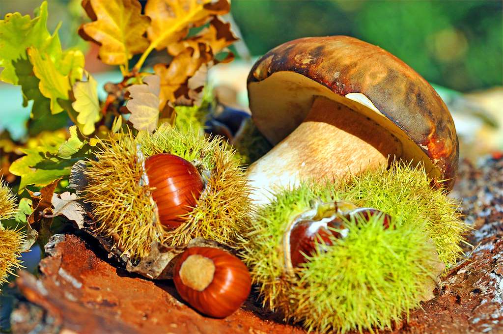 Magosto Popular en Guitiriz