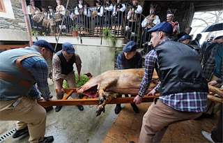 Fechas, información, programa, cartel, imágenes, mapa y ubicación de XXVII Matanza Tradicional do Porco (2027)  en  Lalín