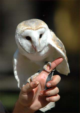 Mercado Medieval en Melide