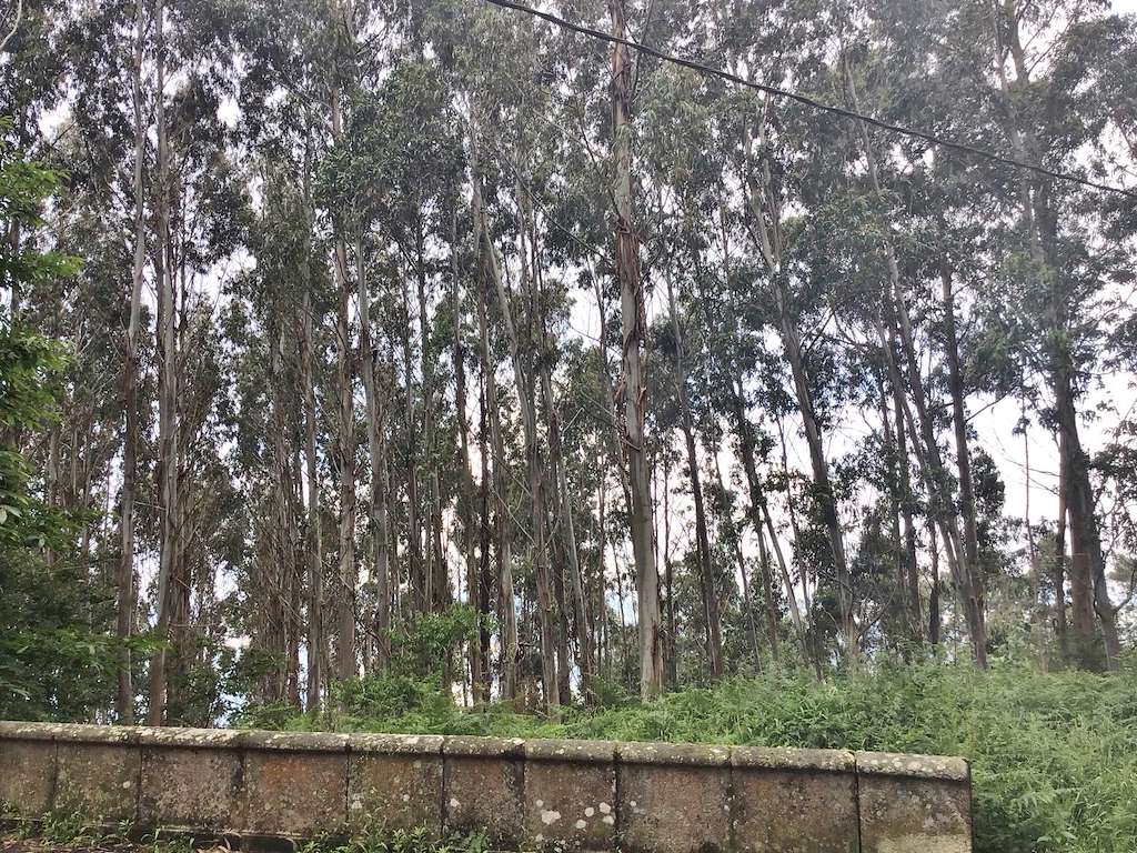 Mirador de Breamo en Pontedeume