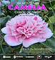 FiestasRelacionadas XX Mostra da Camelia (1) en Narón