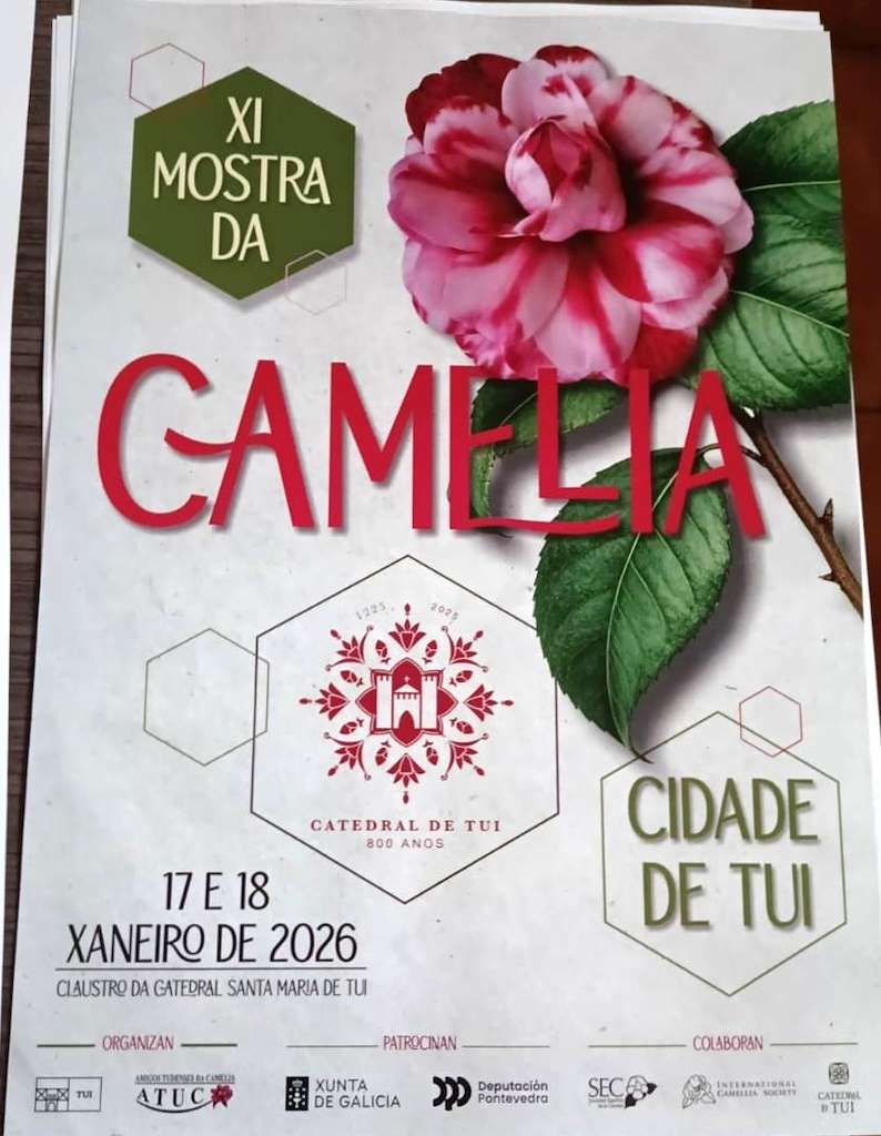 XI Mostra da Camelia en Tui