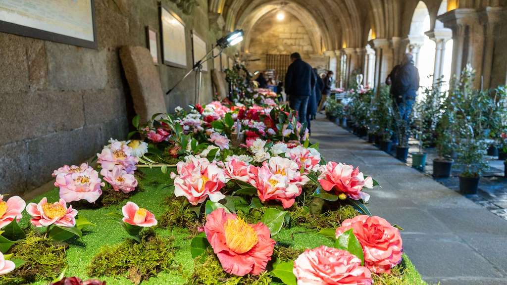 XI Mostra da Camelia en Tui
