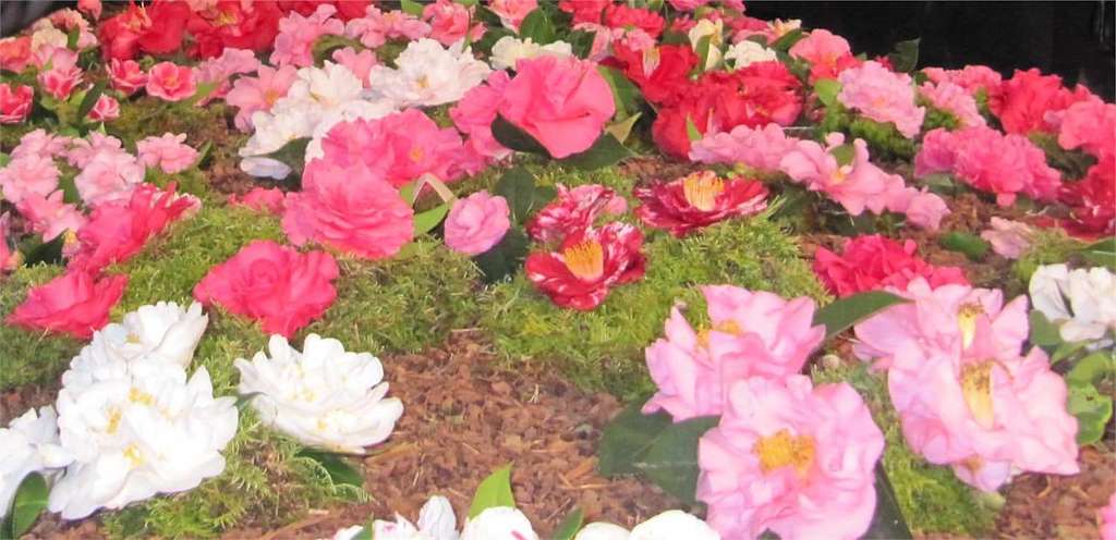 IX Mostra da Camelia en Vilanova de Arousa