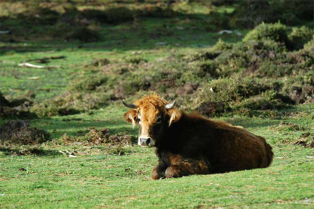 XL Mostra Exposición de Muimenta - MOEXMU en Cospeito