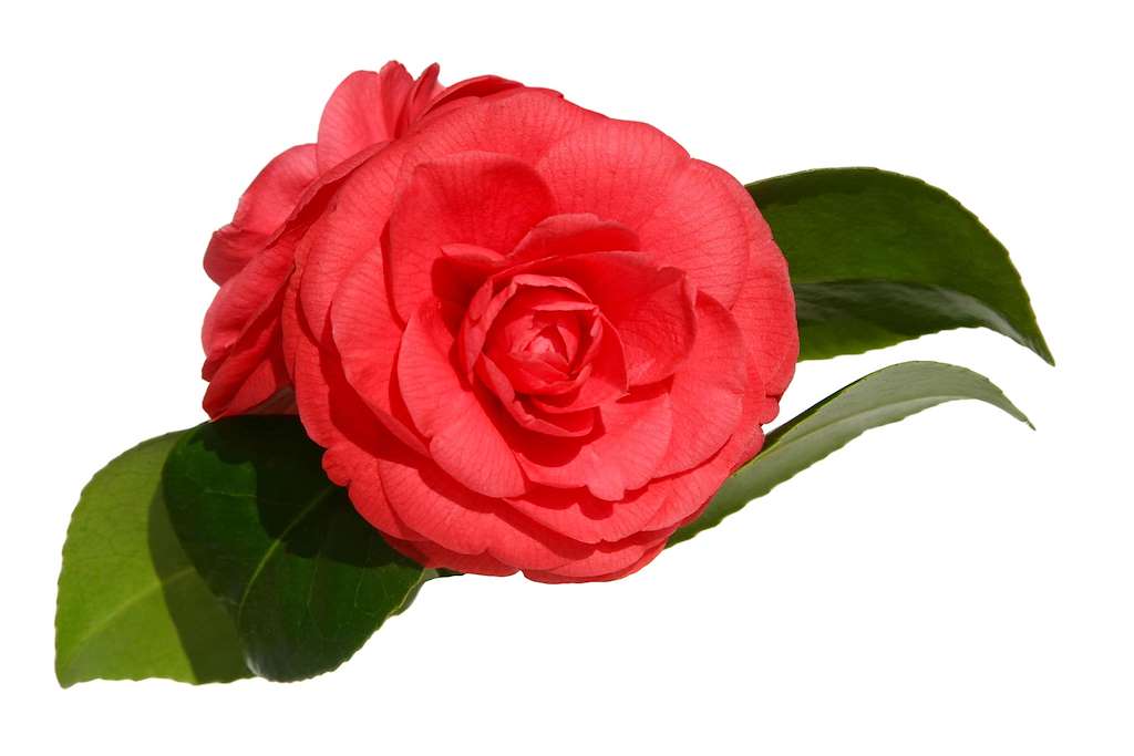 IX Mostra Internacional da Camelia en Cambados