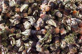 Nosa Señora do Rosario de Lubre - XVIII Festa do Percebe en Ares