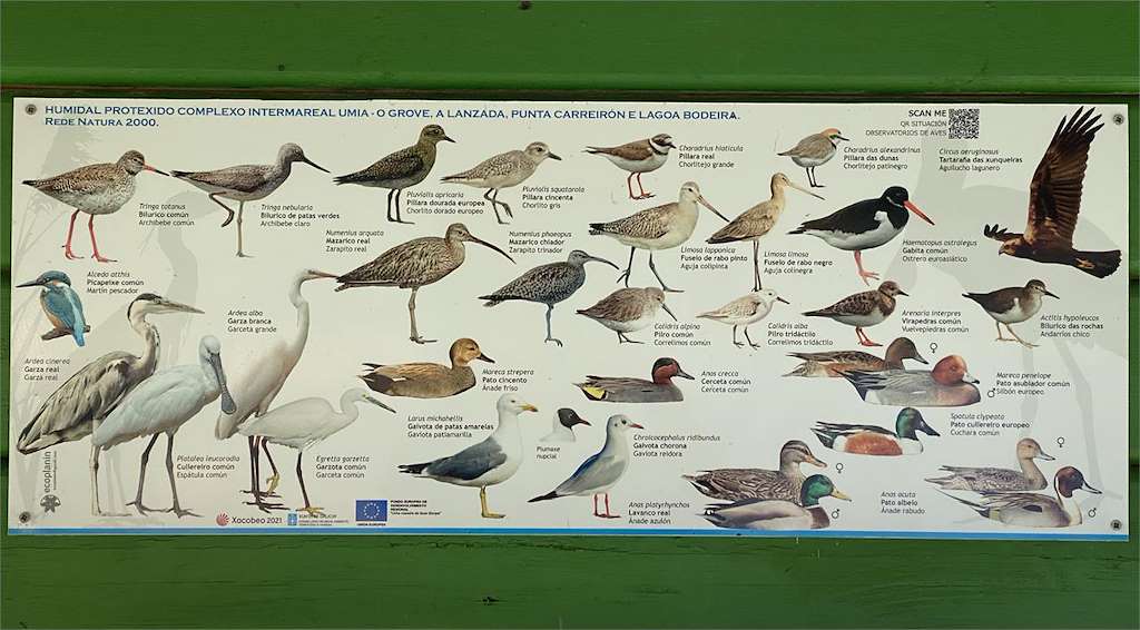 Observatorio de Aves de Castrelo 2 en Cambados